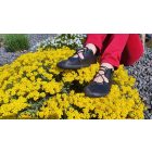 SALTIC ARWEN BLACK Balerina 38